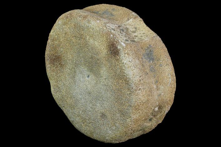 Wide, Pliosaurus (Stretosaurus) Vertebra - England #97717